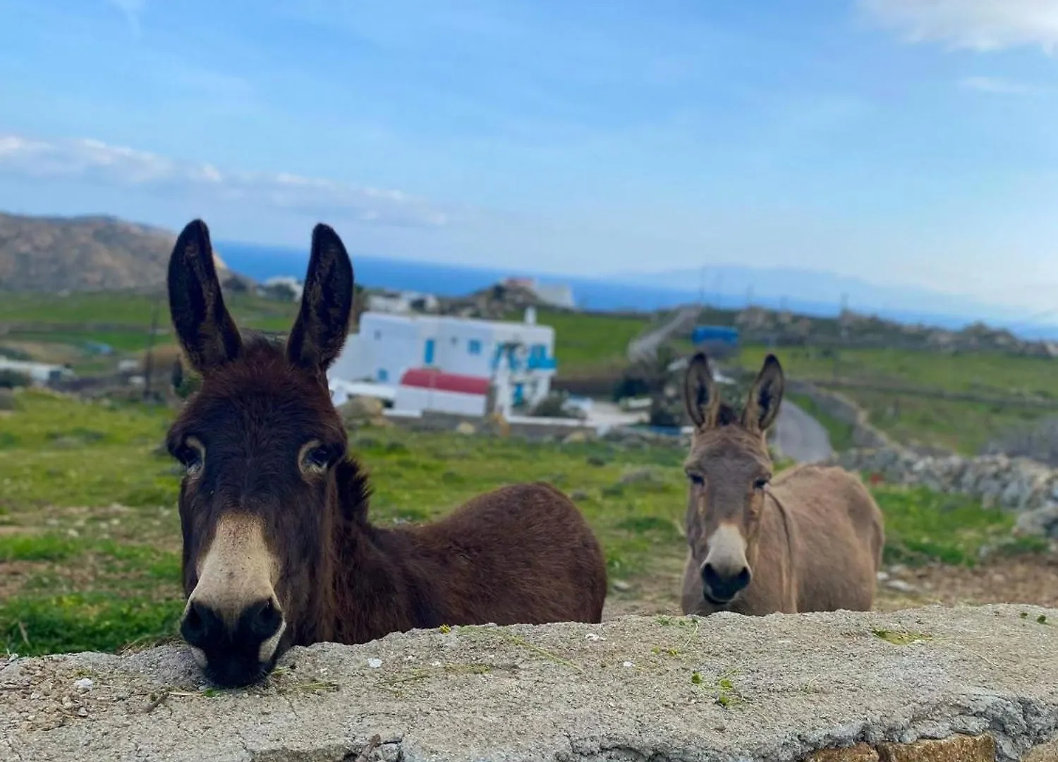 Semesterbostad Naira Family Suites Mykonos Mykonos Town Grekland